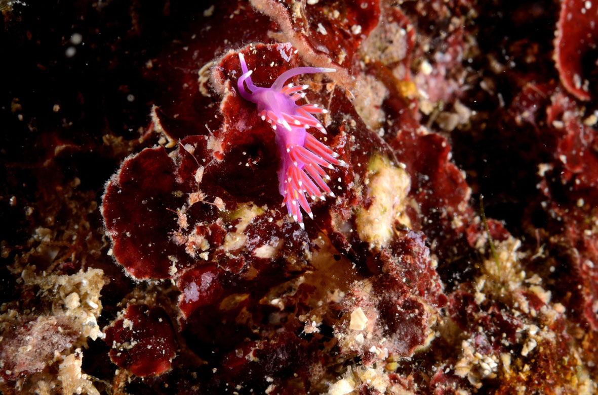 Coryphella pedata e Flabellina ischitana